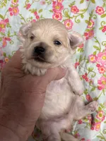 Everett, a male Maltipoo and Poodle - Toy  for sale in Peculiar, MO – 3 of 5