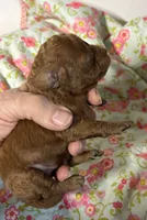 Chip, a male Cavapoo and Poodle - Toy  for sale in Peculiar, MO – 4 of 4
