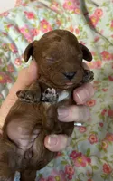 Chloe , a female Cavapoo and Poodle - Toy  for sale in Peculiar, MO – 4 of 4