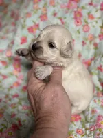 Edward, a male Maltipoo and Poodle - Toy  for sale in Peculiar, MO – 3 of 4
