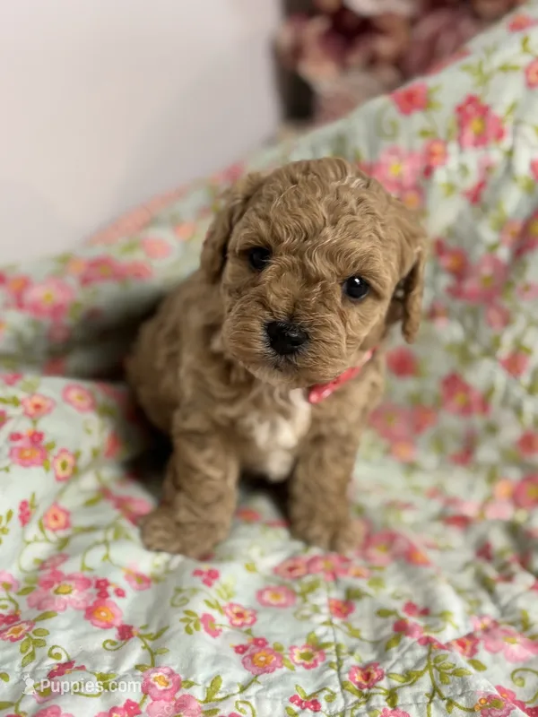 Stanley – Maltipoo, Poodle - Toy  puppy for sale in Peculiar, MO