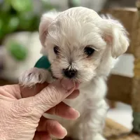 Stevie, a male Maltipoo and Poodle - Toy  for sale in Peculiar, MO – Photo 5 of 10