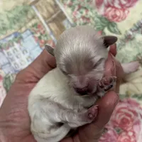 Stevie, a male Maltipoo and Poodle - Toy  for sale in Peculiar, MO – Photo 10 of 10
