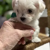 Stevie, a male Maltipoo and Poodle - Toy  for sale in Peculiar, MO – Photo 4 of 10
