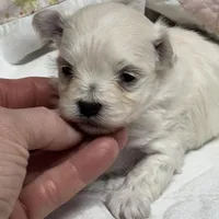 Stevie, a male Maltipoo and Poodle - Toy  for sale in Peculiar, MO – Photo 7 of 10