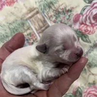 Stevie, a male Maltipoo and Poodle - Toy  for sale in Peculiar, MO – Photo 9 of 10