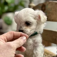 Stevie, a male Maltipoo and Poodle - Toy  for sale in Peculiar, MO – Photo 3 of 10