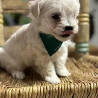 Stevie, a male Maltipoo and Poodle - Toy  for sale in Peculiar, MO – Photo 6 of 10