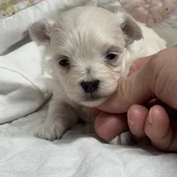 Stevie, a male Maltipoo and Poodle - Toy  for sale in Peculiar, MO – Photo 8 of 10