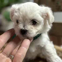 Stevie, a male Maltipoo and Poodle - Toy  for sale in Peculiar, MO – Photo 1 of 10
