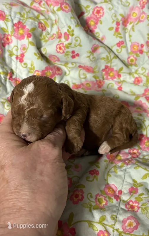 Cherry – Cavapoo, Poodle - Toy  puppy for sale in Peculiar, MO