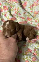 Cherry, a female Cavapoo and Poodle - Toy  for sale in Peculiar, MO – 1 of 4