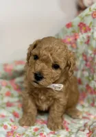 Silas, a male Maltipoo and Poodle - Toy  for sale in Peculiar, MO – 6 of 6