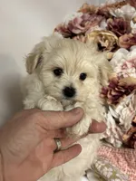 Everett, a male Maltipoo and Poodle - Toy  for sale in Peculiar, MO – 4 of 9