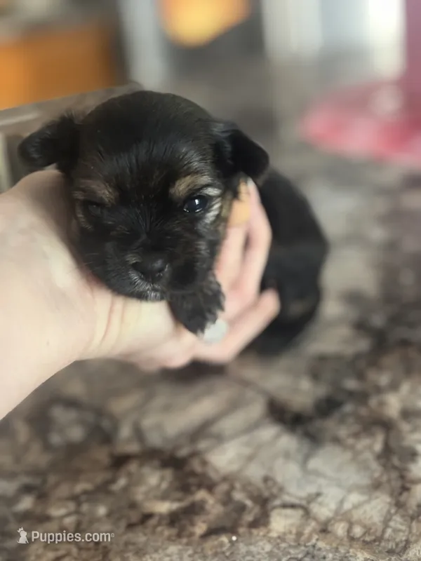 Randle – Yorkshire Terrier, Morkie puppy for sale in Peculiar, MO