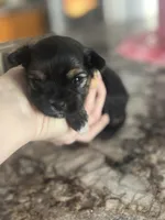 Randle, a male Yorkshire Terrier and Morkie for sale in Peculiar, MO – 1 of 4