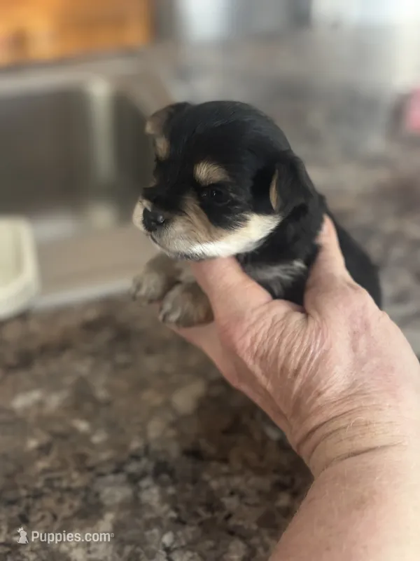 Rocket  – Yorkshire Terrier, Morkie puppy for sale in Peculiar, MO