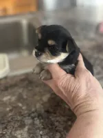 Rocket , a male Yorkshire Terrier and Morkie for sale in Peculiar, MO – 1 of 4