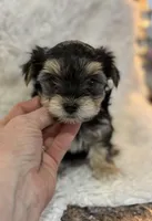 Cassie, a female Morkie for sale in Peculiar, MO – Photo 3 of 8