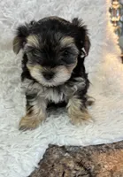 Cassie, a female Morkie for sale in Peculiar, MO – Photo 8 of 8