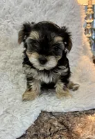 Cassie, a female Morkie for sale in Peculiar, MO – Photo 7 of 8