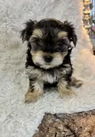 Cassie, a female Morkie for sale in Peculiar, MO – Photo 5 of 8