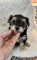 Cassie, a female Morkie for sale in Peculiar, MO – Photo 6 of 8