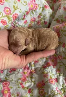 Gabby, a female Poodle - Toy  for sale in Peculiar, MO – 2 of 4
