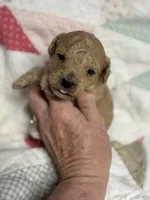 Stanley, a male Maltipoo and Poodle - Toy  for sale in Peculiar, MO – 2 of 4