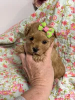 Sissy, a female Maltipoo and Poodle - Toy  for sale in Peculiar, MO – 5 of 7