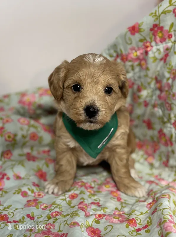 Shane – Maltipoo, Poodle - Toy  puppy for sale in Peculiar, MO