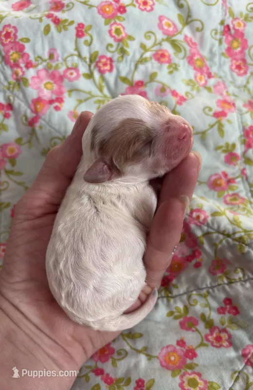 Lily – Maltipoo, Poodle - Toy  puppy on hold in Peculiar, MO