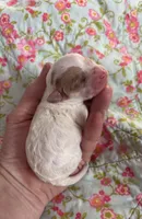 Lily, a female Maltipoo and Poodle - Toy  for sale in Peculiar, MO – 1 of 6