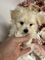 Everett, a male Maltipoo and Poodle - Toy  for sale in Peculiar, MO – 3 of 9