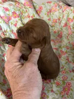 Charlie , a male Cavapoo and Poodle - Toy  for sale in Peculiar, MO – 2 of 4