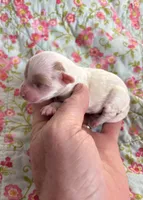 Lily, a female Maltipoo and Poodle - Toy  for sale in Peculiar, MO – 2 of 6