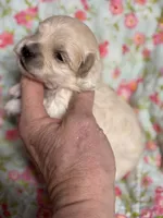 Everett, a male Maltipoo and Poodle - Toy  for sale in Peculiar, MO – 4 of 5
