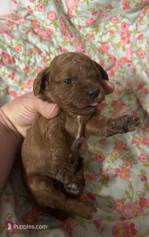 Chloe  – Cavapoo, Poodle - Toy  puppy for sale in Peculiar, MO
