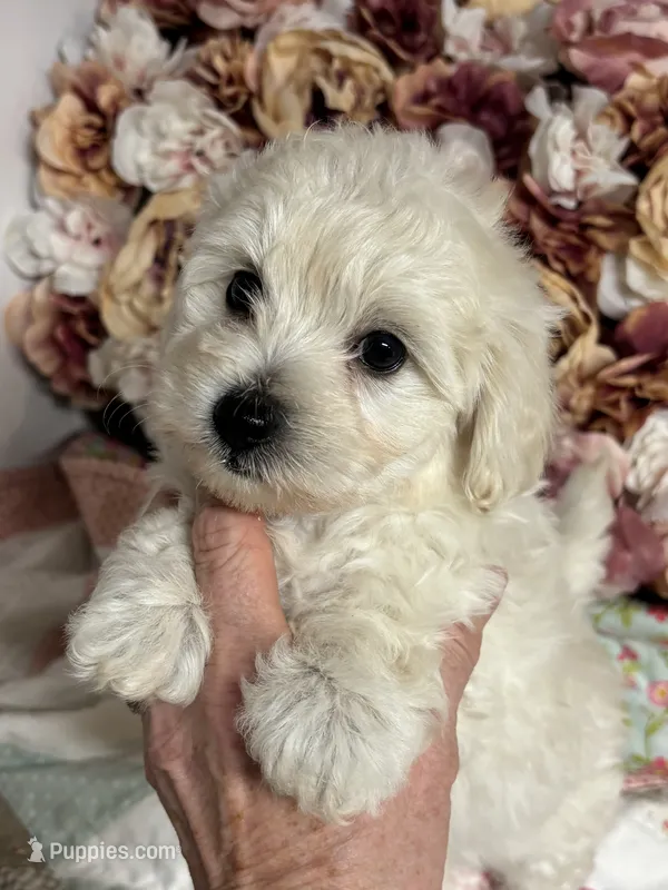 Edward – Maltipoo, Poodle - Toy  puppy for sale in Peculiar, MO