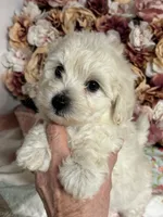 Edward, a male Maltipoo and Poodle - Toy  for sale in Peculiar, MO – 1 of 9