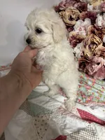 Edward, a male Maltipoo and Poodle - Toy  for sale in Peculiar, MO – 3 of 9