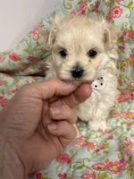 Everett, a male Maltipoo and Poodle - Toy  for sale in Peculiar, MO – 6 of 9