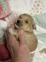 Shane, a male Maltipoo and Poodle - Toy  for sale in Peculiar, MO – 1 of 4