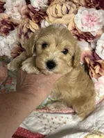Shane, a male Maltipoo and Poodle - Toy  for sale in Peculiar, MO – 5 of 10