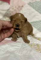 Sissy, a female Maltipoo and Poodle - Toy  for sale in Peculiar, MO – 6 of 6