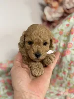 Silas, a male Maltipoo and Poodle - Toy  for sale in Peculiar, MO – 5 of 6