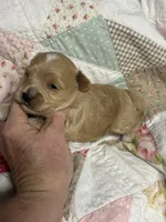 Shane, a male Maltipoo and Poodle - Toy  for sale in Peculiar, MO – 4 of 4