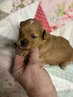 Sissy, a female Maltipoo and Poodle - Toy  for sale in Peculiar, MO – 5 of 6