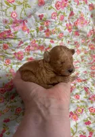 Gabriel, a male Poodle - Toy  for sale in Peculiar, MO – 3 of 6