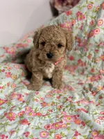 Stanley, a male Maltipoo and Poodle - Toy  for sale in Peculiar, MO – 5 of 8
